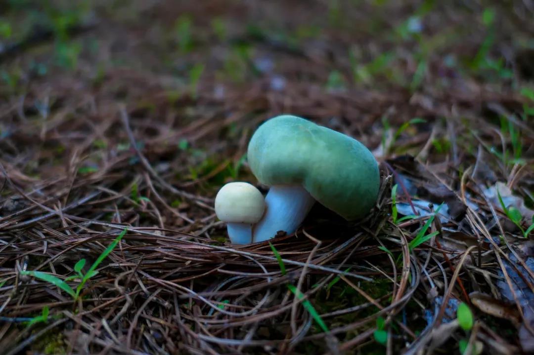 野生菌的N種吃法，沒有一朵jier能逃出云南人的餐桌