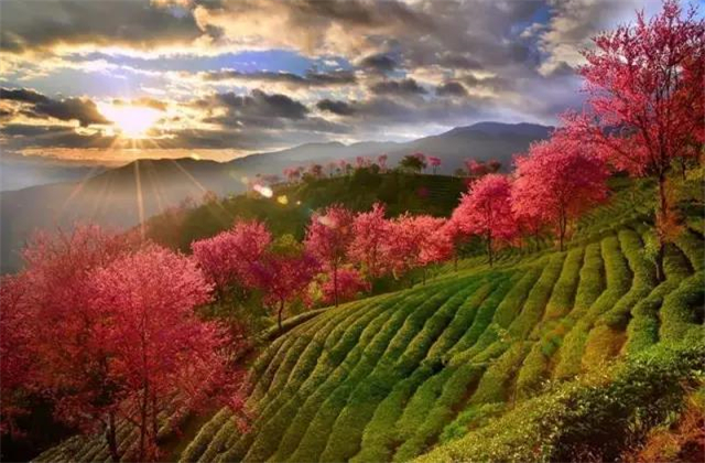 云南旅拍地推薦：云南無(wú)量山櫻花谷，春天到達(dá)最早的地方