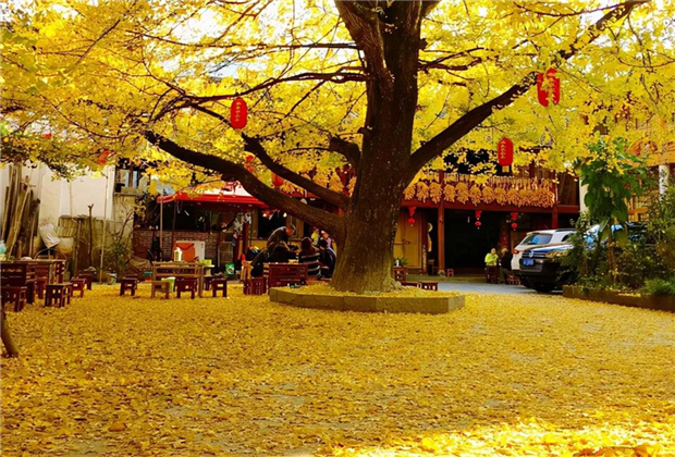云南傳媒公司：騰沖銀杏村：許你一個金色的童話世界?。? /></a>
                            </div>
                            <div   id=