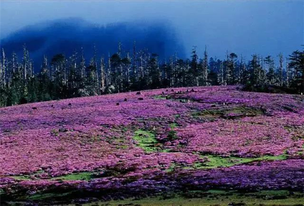 云南露營場地：香格里拉花開成海！錯過要等一年！