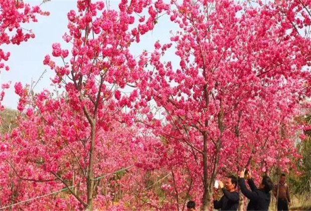 云南旅拍地推薦：撫仙湖的櫻花開了，太震撼了?。? /></a>
                            </div>
                            <div   id=