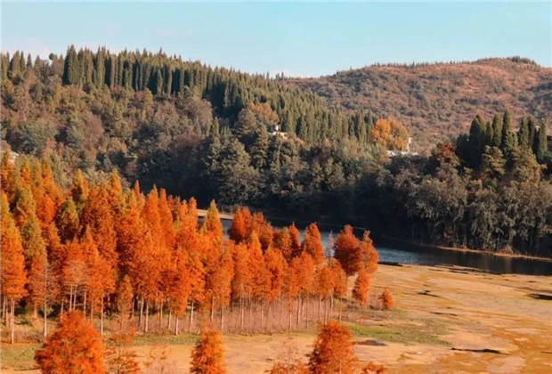 云南傳媒公司：水杉紅了，冬天的昆明美爆了！