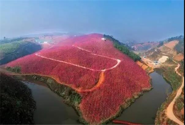 云南傳媒公司：美爆了！3800畝櫻花開了，宜良山后櫻花谷等你來！