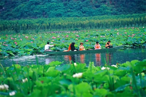 2022普者黑夏令營：山水田園，萬畝荷花游學(xué)，探訪彝族古村，感知民族文化！