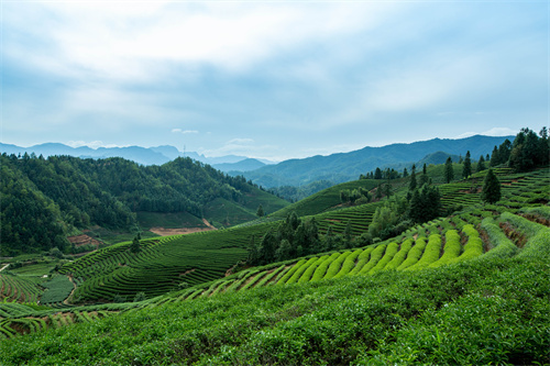 云南旅游 普者黑深藏在云南群山中的人間絕色！美在隨風(fēng)搖曳的萬畝荷花海